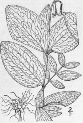 9 Viorna Frem Ntii S Wats Heller Fremont s Leather 294