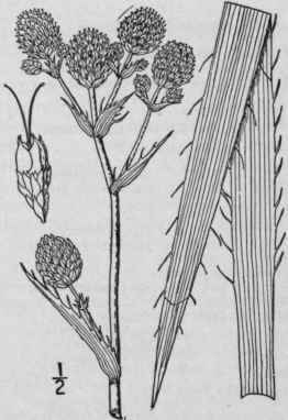 Family 102 Ammiaceae Presl Delic Prag 1 1822 Carro 1438