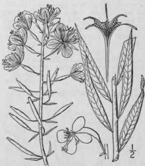 I Chamaenerion Angustif Lium L Scop Great Or Spike 1367