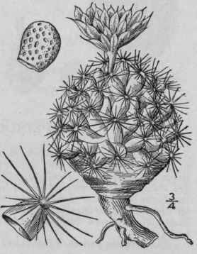 I Coryphantha Missouri Nsis Sweet Britton Rose Mis 1326