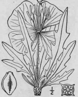 I Lavauxia Triloba Nutt Spach Three Lobed Primrose 1402