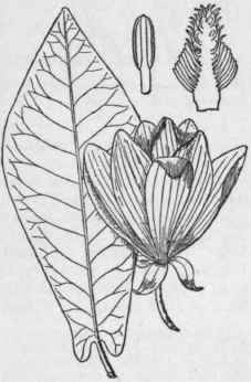 I Magnolia Fr Seri Walt Fraser s Magnolia Long Or  187