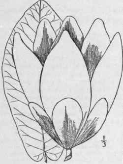 I Magnolia Fr Seri Walt Fraser s Magnolia Long Or  188