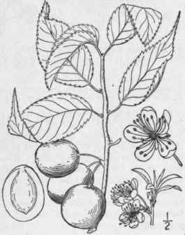 I Prunus Americ Na Marsh Wild Yellow Or Red Plum 751