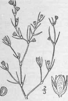 I Tissa Marina L Britton Salt Marsh Sand Spurry 137