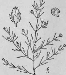 I Tissa Marina L Britton Salt Marsh Sand Spurry 138