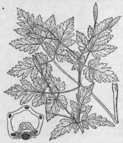 I Washingtonia CL Ytoni Michx Britton Woolly Or Ha 1450