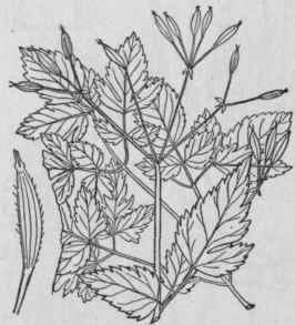 I Washingtonia CL Ytoni Michx Britton Woolly Or Ha 1451