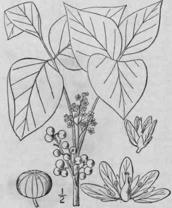 Ivy Poison Oak Climath 1124