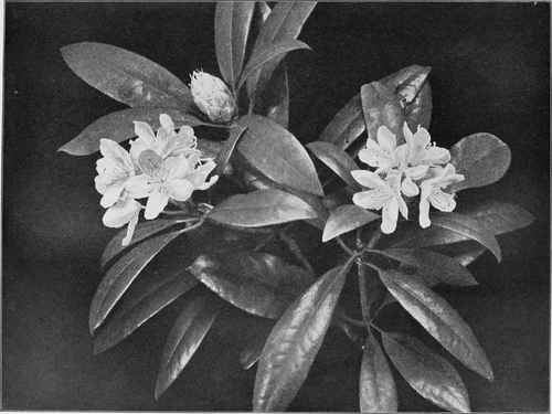 American Rhododendron, Or Rose Bay (Rhododendron maximum)