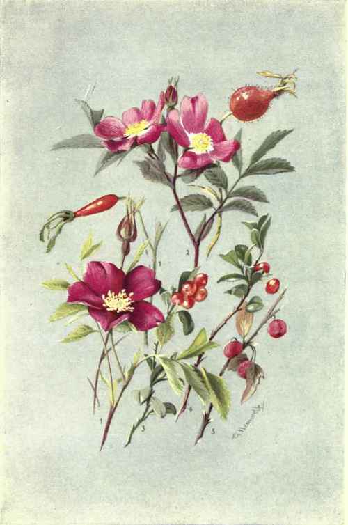 1. ROSA ALPINA. 2. ROSA POMIFERA. 3. VACCINIUM VITIS IDAEA. 4. ARCTOSTAPHYLOS UVA URSI.