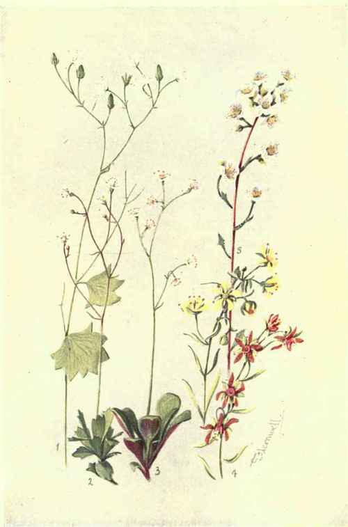 1. SAXIFRAGA ROTUNDIFOLIA. 2. S. STELLARIS. 3. S. CUNEIFOLIA. 4. S. AIZOIDES (WITH RED VARIETY). 5. S. AIZOON.