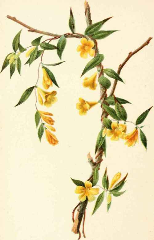 Gelsemium Sempervirens