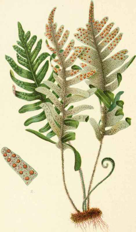 Polypodium Incanum