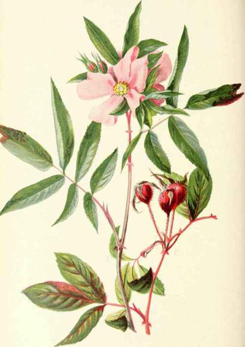 Rosa Carolina