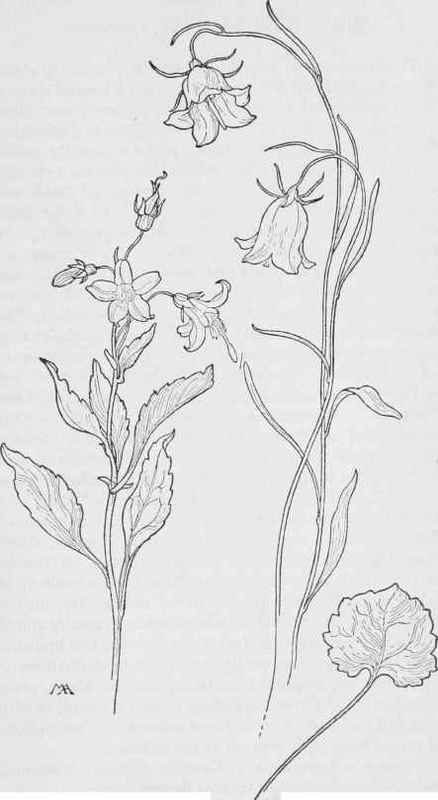 Bell flower  Campanula Scouleri. Harebell  C. rotundifolia