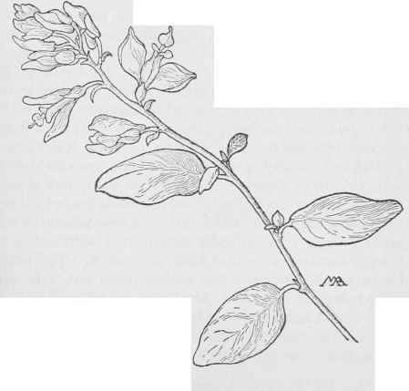 California. Milk wort Polygala Californica