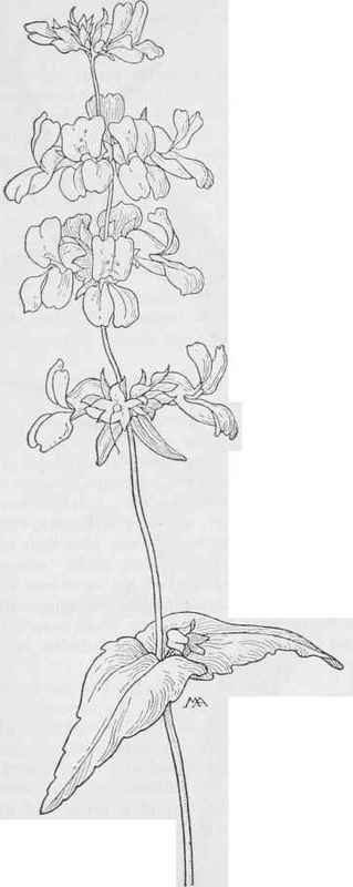 ChineseHouses Collinsia bicolor.