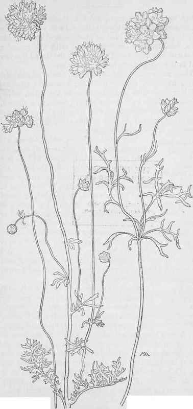 G. capitata. Gilia achillaefolia