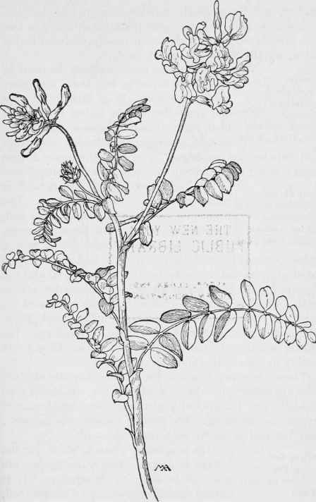 Loco weed  Astragalus MacDougali