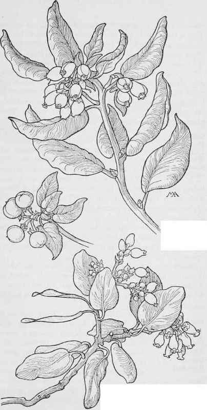 Manzanita. A. bicolor. Green Manzanita Arctostaphylos patula