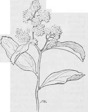 Pyramid Bush S pyramidata