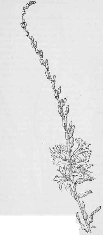 Soap Plant Chlorogalum pomeridianum