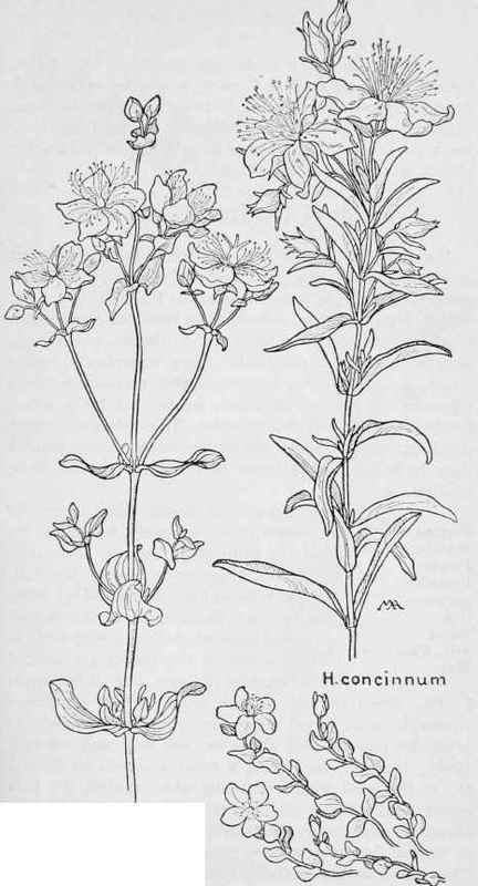 St. Johns wort. Hypericum formosum var Scouleri. Creeping St.John's wort  H.anagalloides