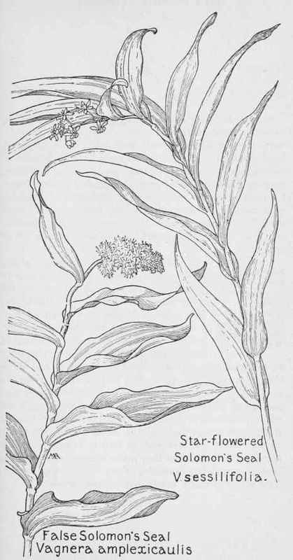 Star Flowered Solomon's Seal. False Solomon's Seal