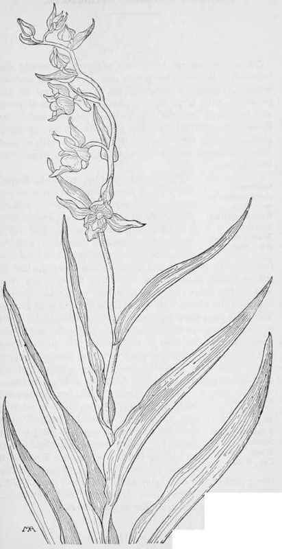 Stream Orchis  Serapias gigantea