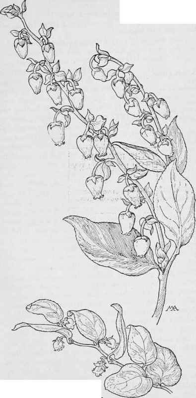 Western Winterqreen Gaultheria ovatifolia