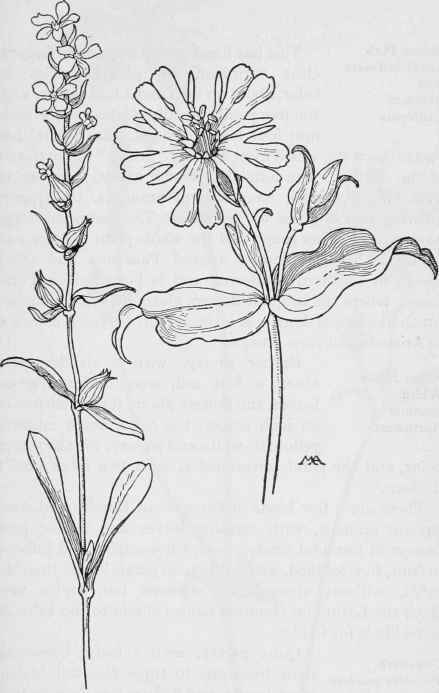 Windmill Pink Silene Anglica Indian Pink Silene Californica