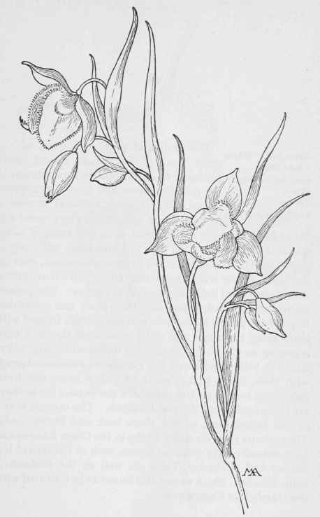 Yellow Globe Tulip. Calochortus amabilis