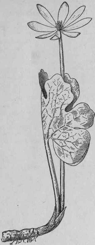 Bloodroot.