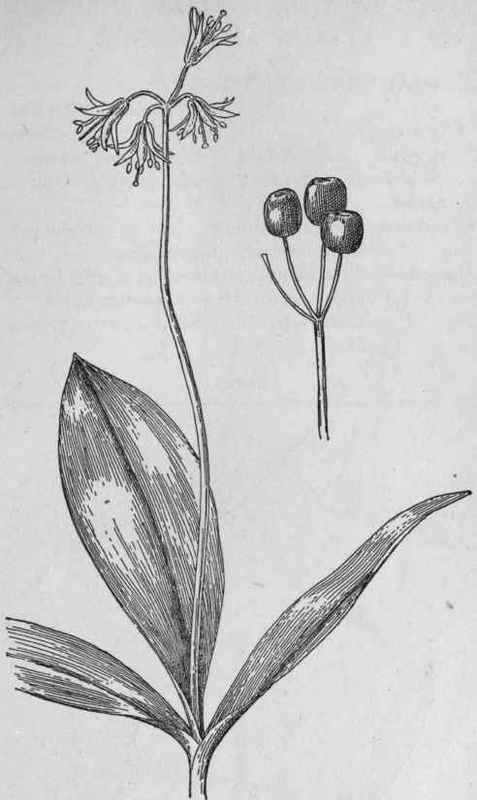 Clintonia.