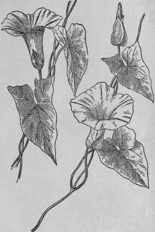 Hedge Bindweed.