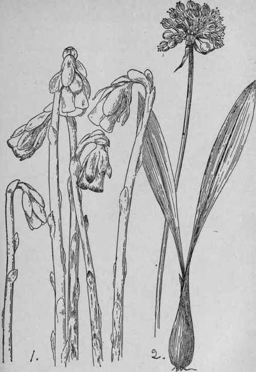 Wild Leek.