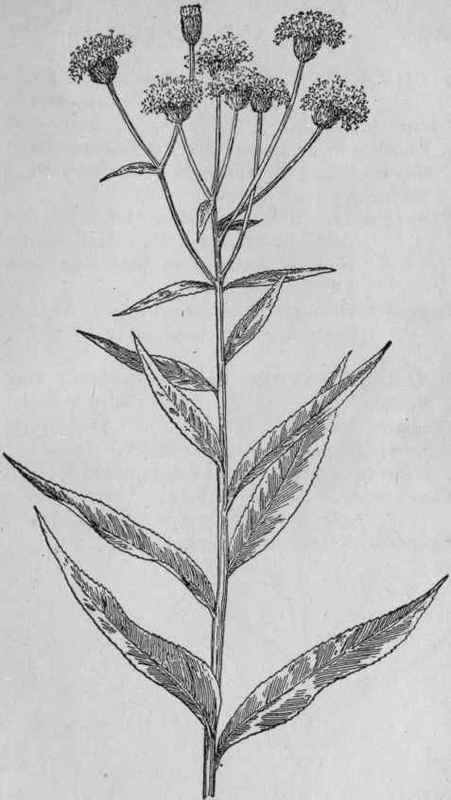 Ironweed.