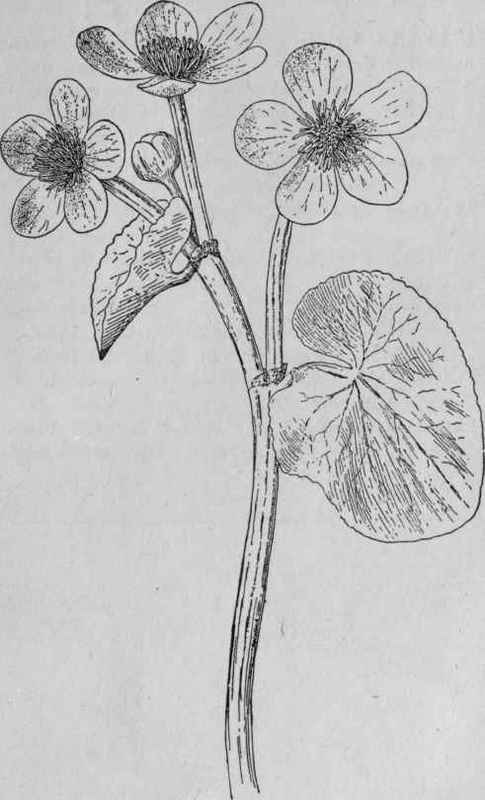 Marsh Marigold.