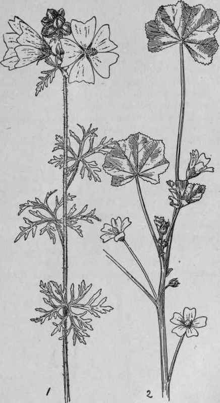 Musk Mallow.