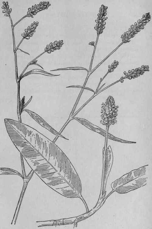 Pink Knotweed.