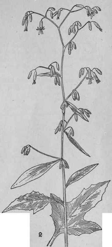 Rattlesnake root.