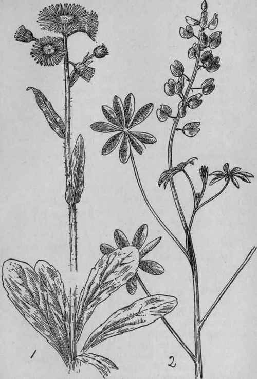 Robin's Plantain.