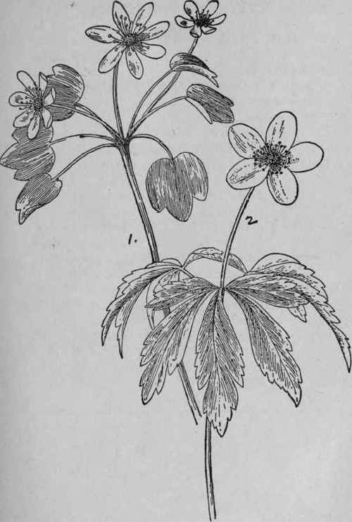 Wood Anemone.