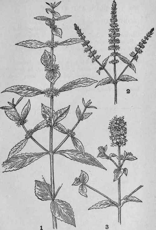 Wild Mint.