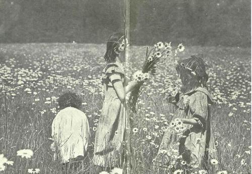 Wild Flowers Every Child Should Know 2