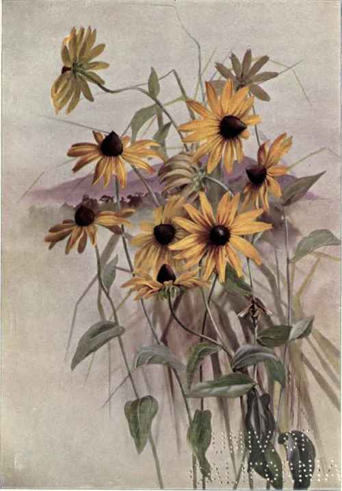 Black Eyed Susan Cone Flower Rudbeckia hirta 226