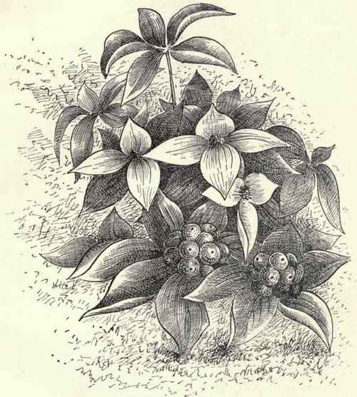 Early Saxifrage Saxifraga Virginiensis 153