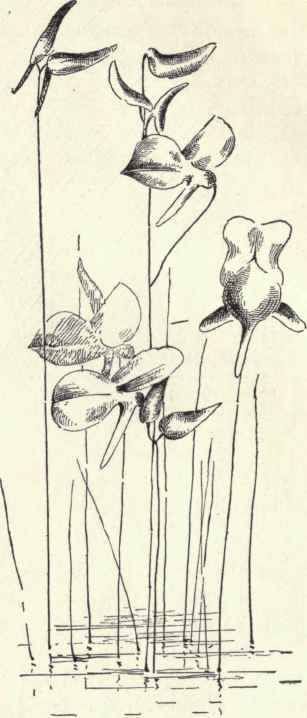 Horned Bladderwort Utricularia cornuta 95