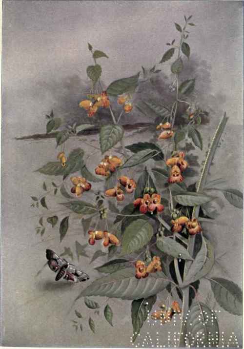 Jewel Weed Touch Me Not Impatiens biflora 129